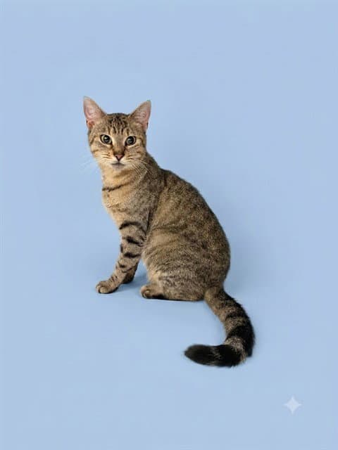 Taz - Domestic Short Hair