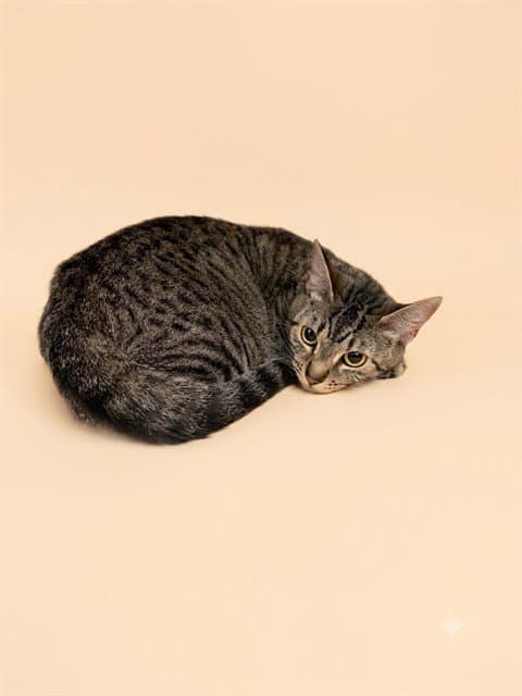 Tigger - Domestic Short Hair