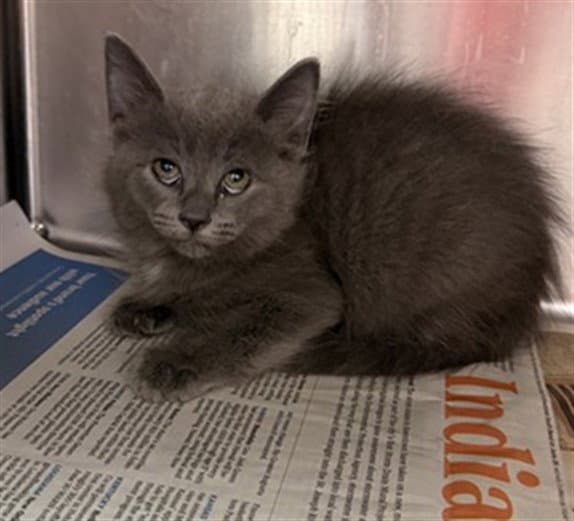 Tomato - Domestic Long Hair