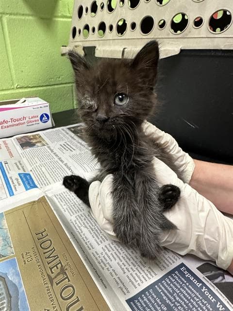 Mina - Domestic Medium Hair