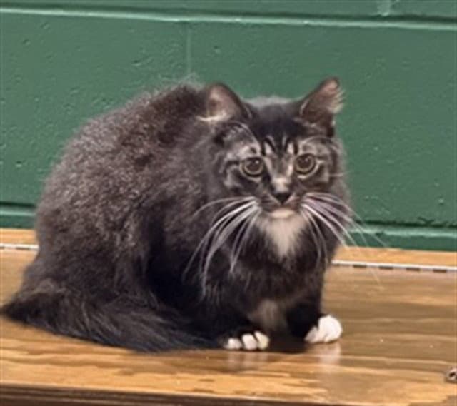 Mina - Domestic Medium Hair
