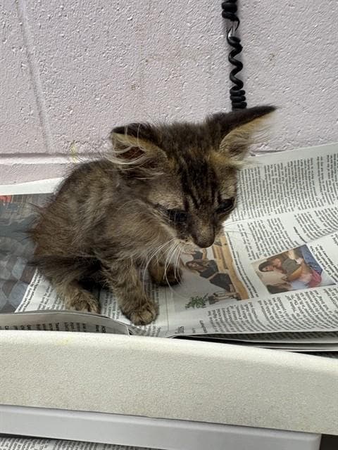 Grassland - Domestic Medium Hair