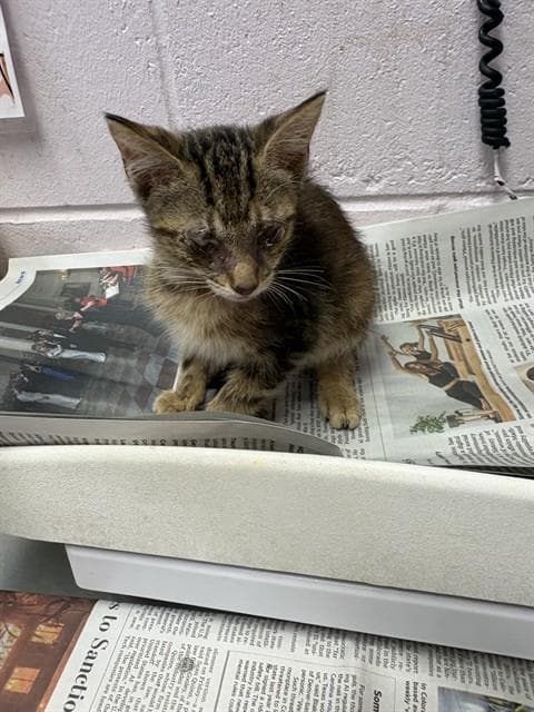 Pirate - Domestic Medium Hair