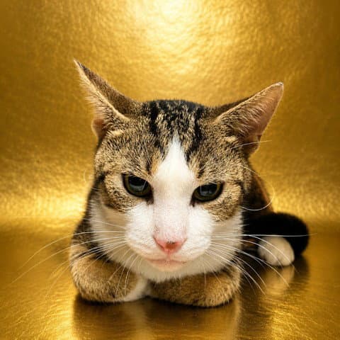 Cookie - Domestic Short Hair