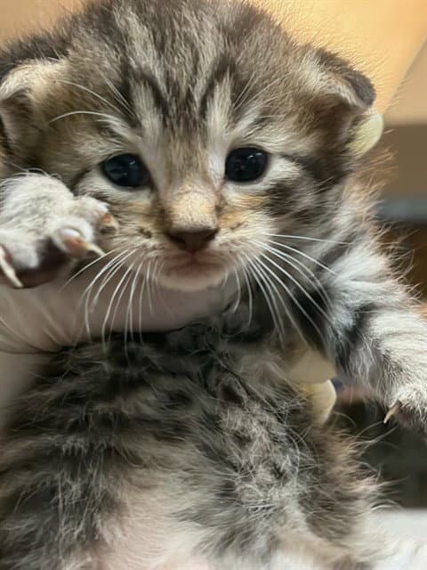 Celmentine - Domestic Short Hair