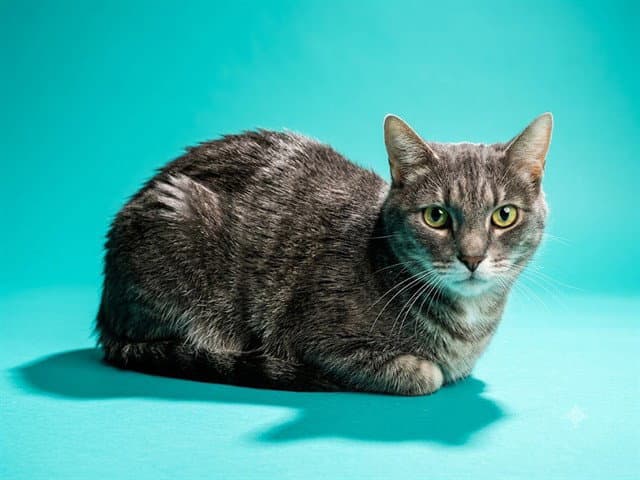 Esmeralda - Domestic Short Hair