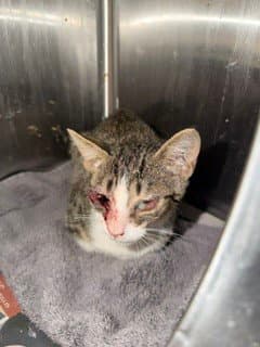Kevin - Domestic Short Hair
