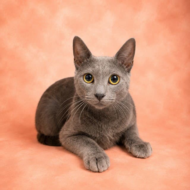 Wally - Domestic Short Hair