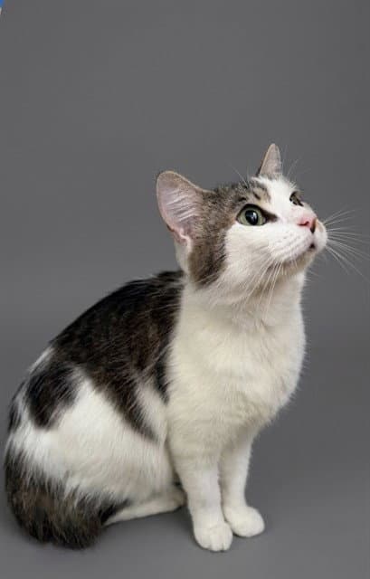 Daisy Mae - Domestic Long Hair