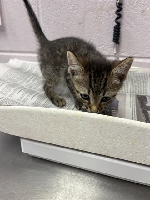 Forest - Domestic Short Hair