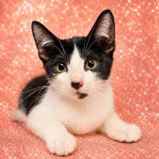 Otho - Domestic Short Hair