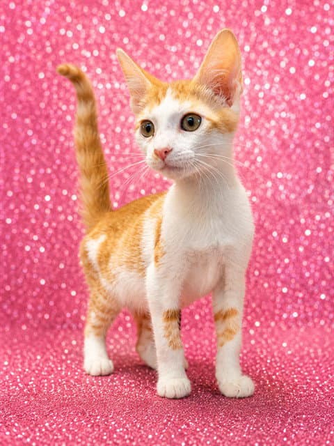 Eric Sparrow - Domestic Short Hair