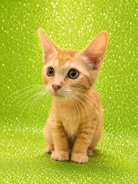 Andrew Reynolds - Domestic Short Hair