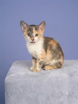 Peanut image 1