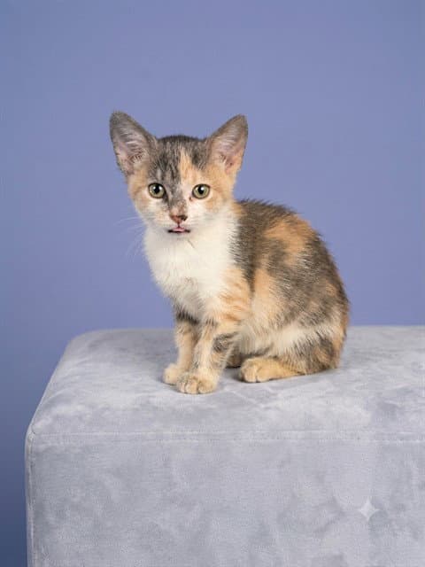 Peanut - Domestic Short Hair