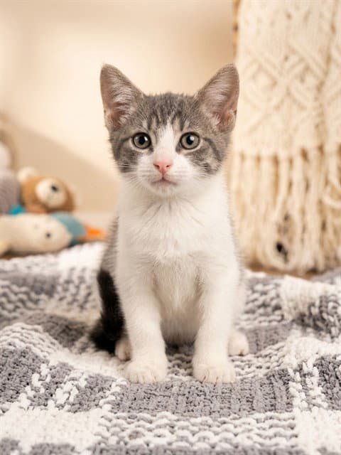 Mango - Domestic Short Hair