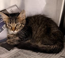 Ms Purrty image 1
