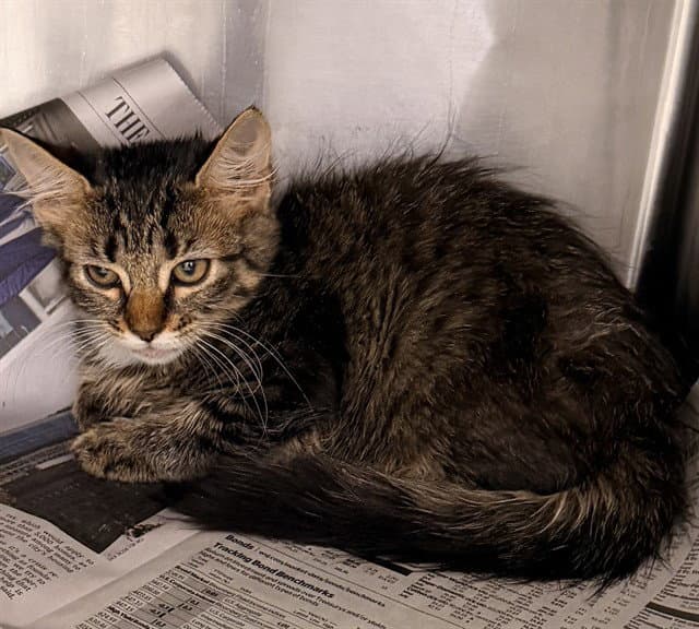 Ms Purrty - Domestic Short Hair