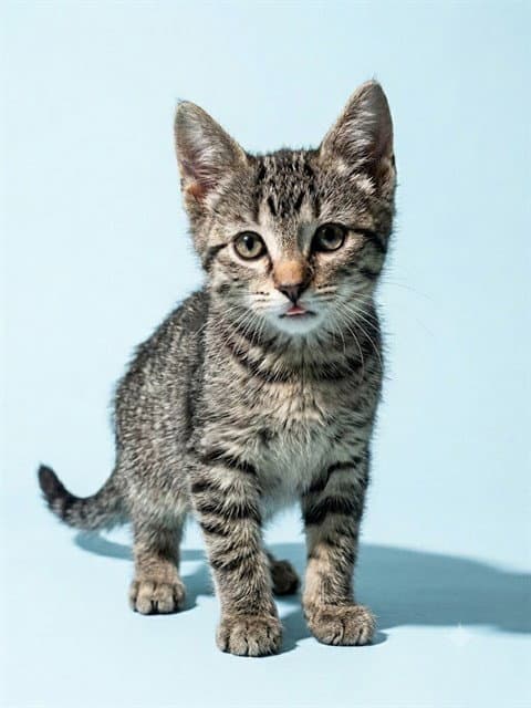 Spider - Domestic Short Hair