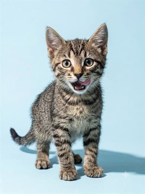 Ladybug - Domestic Short Hair