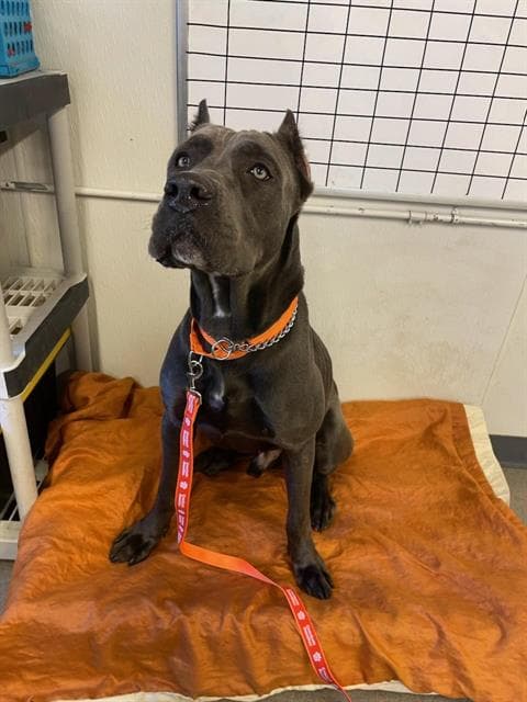 Major - Cane Corso Mastiff