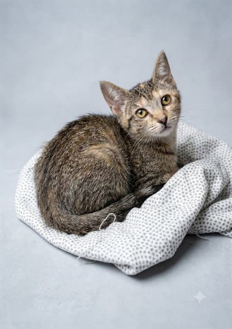 Funny - Domestic Short Hair