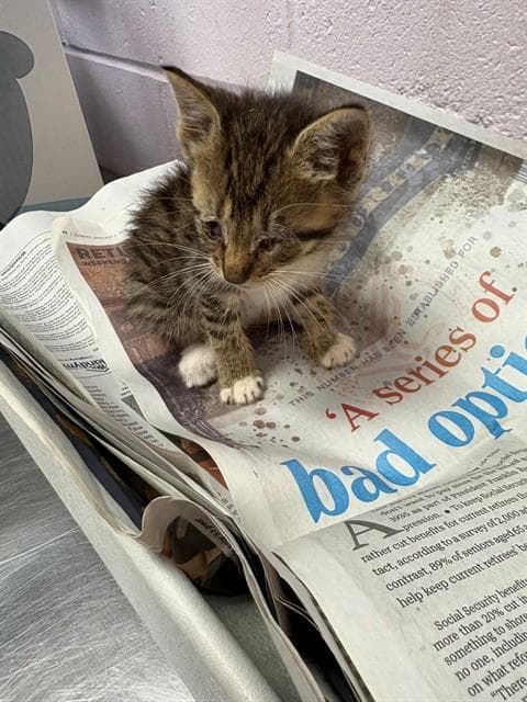 Cleo - Domestic Short Hair