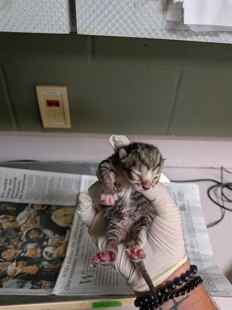 Plug - Domestic Short Hair