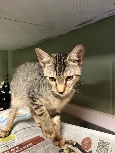 Honeybee - Domestic Short Hair