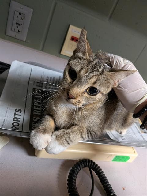 Pizza Boy Jr - Domestic Short Hair