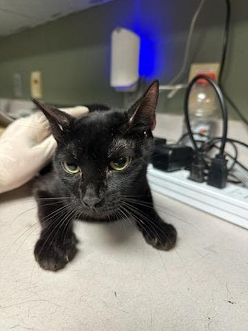 Chairman Meow - Domestic Short Hair