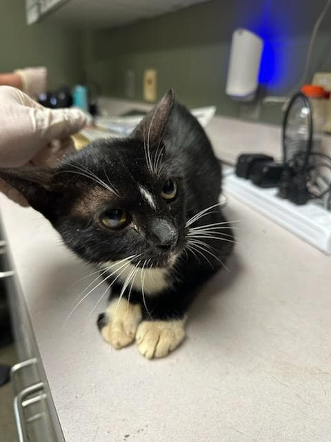 Inspector Sniffles - Domestic Short Hair