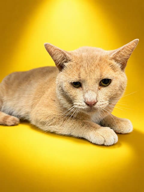 Tom - Domestic Short Hair