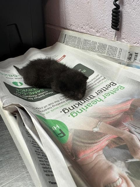 Jillian - Domestic Short Hair