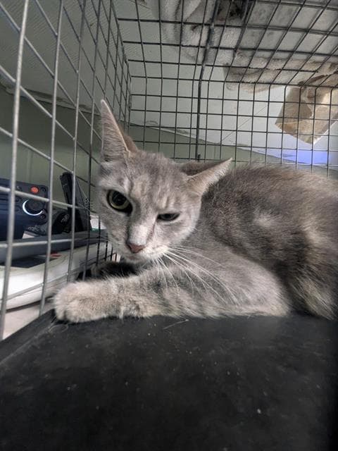 Kimmy - Domestic Short Hair