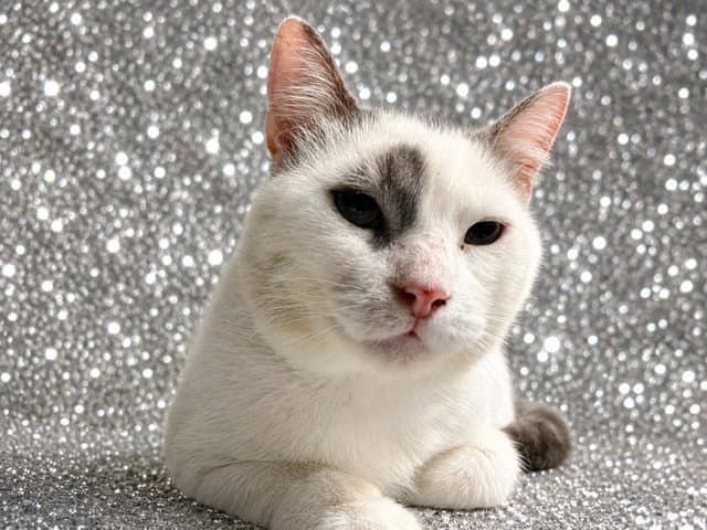 Neptune - Domestic Short Hair