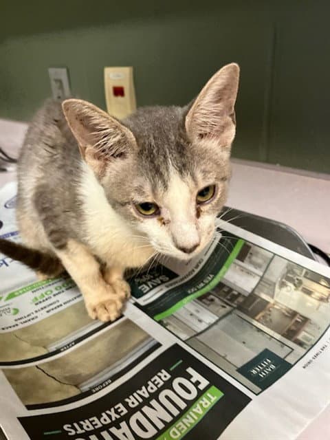 Weevil - Domestic Short Hair