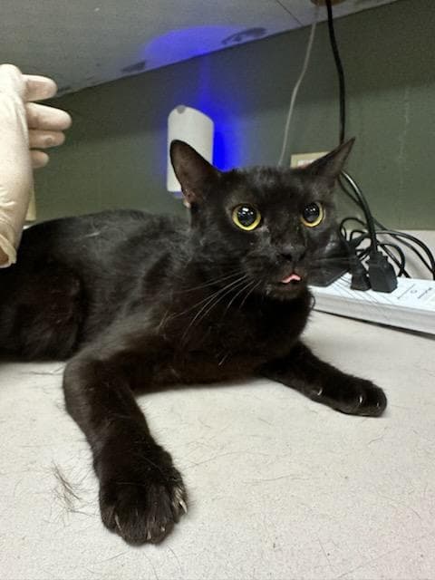 Muffin Mayhem - Domestic Short Hair