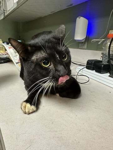 Dust Bunny - Domestic Short Hair