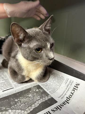 Captain Toe Beans - Domestic Short Hair