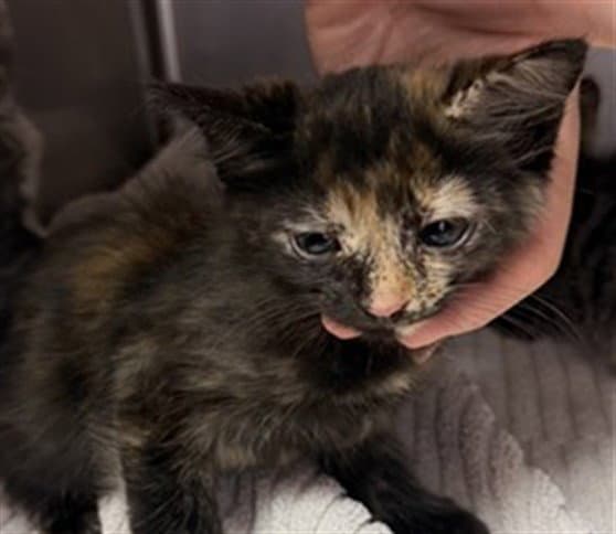 Naomi - Domestic Medium Hair