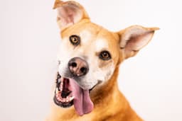 Chica image 1