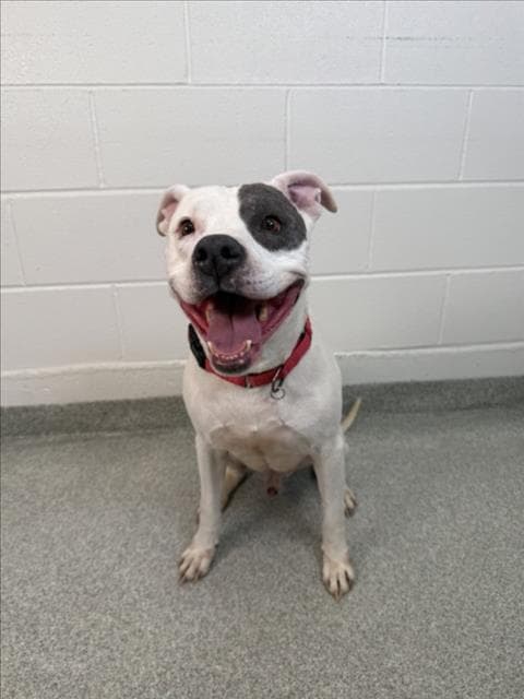 Bandit - Pit Bull Terrier