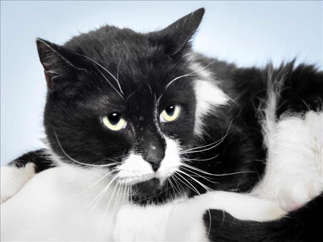 Trixie - Domestic Medium Hair