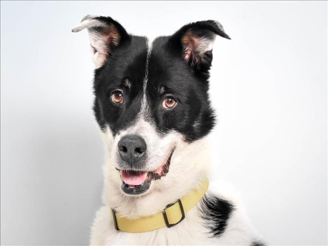 Watson - Australian Shepherd