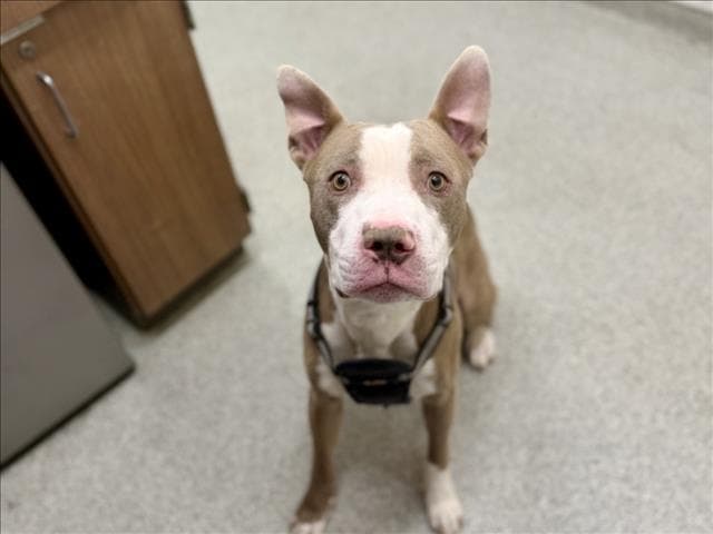 Rambo - Pit Bull Terrier