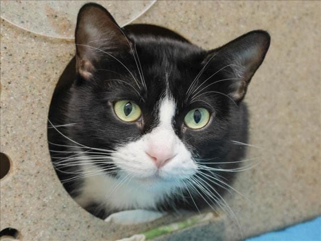 Misty - Domestic Short Hair