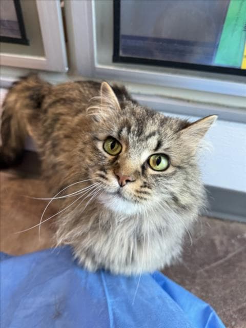 Hattie - Domestic Long Hair
