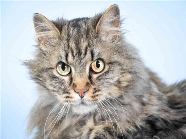 Hattie - Domestic Long Hair