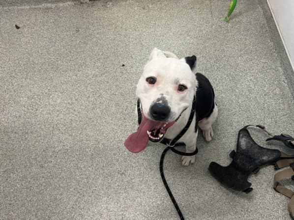 Angus - Pit Bull Terrier